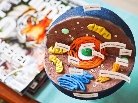 Use this step-by-step guide to build an awesome plant or animal cell model on a budget. 3d Animal Cell Project 7th Grade, Plant Cells Project Ideas, 3d Animal Cell Project, 3d Cell Project, Animal Cell Model Project, 3d Plant Cell, Edible Cell Project, 3d Animal Cell, Plant Cell Project