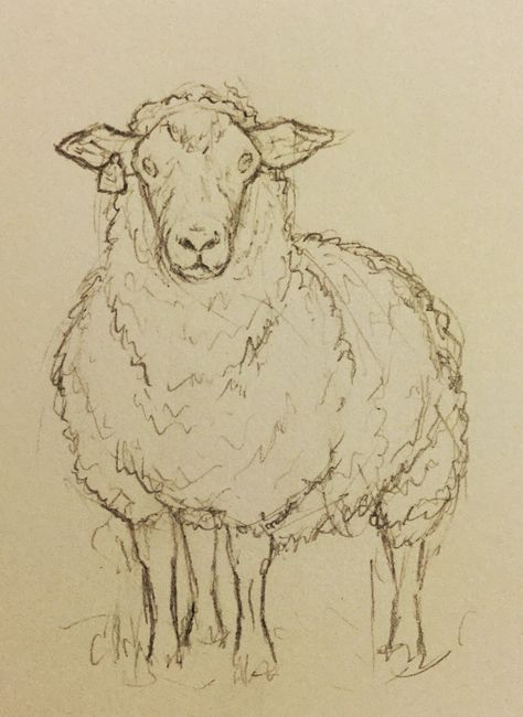 Sheep Anatomy, Drawing Sheep, Sheep Drawing, Sheep Face, Sheep Paintings, Animal Drawings Sketches, Sheep Art, Like Drawing, Animal Sketches