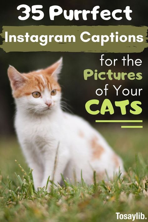 Whether you’re a cat person or just a casual cat lover, the chances are that if you post a cute cat photo on Instagram, it will get a ton of likes.    If you want to take things to the next level, and even go viral, you will need some purrfect Instagram captions for cats.    #instagramcaptionsforcats Cat Instagram Captions, Funny Cat Captions, Stressed Cat, Cat Captions, Cat Lover Quote, Pregnant Cat, Danger Signs, Cute Captions, Cute Instagram Captions