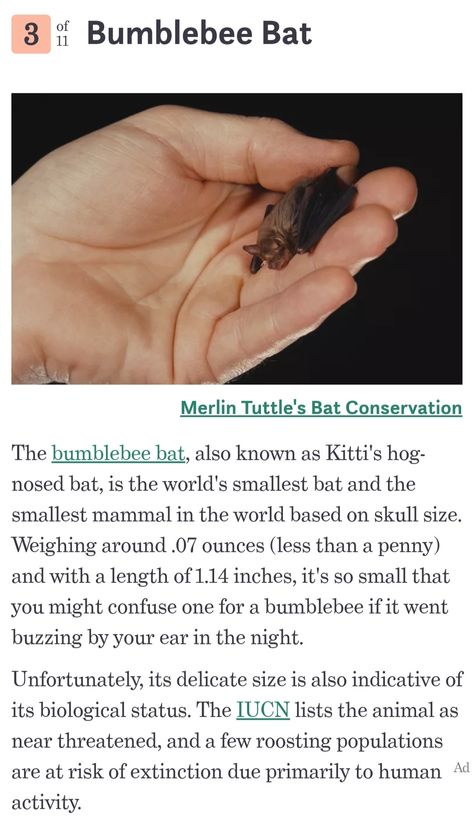 Bumble Bee Bat, Bumblebee Bats, Types Of Bats, Bumblebee Bat, Bat Facts, Bat Species, Fruit Bat, Animal Antics, Cute Bat