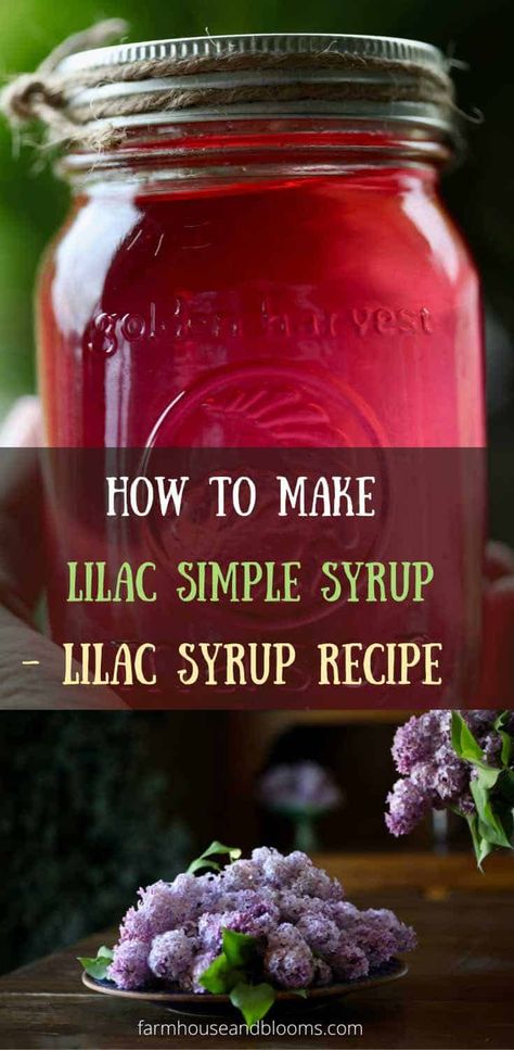 Lilac Simple Syrup, Lilac Syrup, Healing Flowers, Edible Flowers Recipes, Foraging Recipes, Simple Syrup Recipes, Homemade Syrup, Herbal Drinks, Herbs For Health