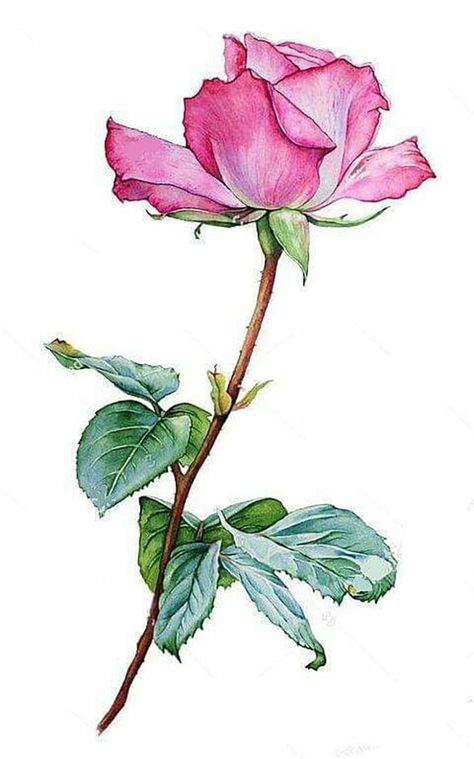 Flower Art Drawing, Rose Drawing, Flower Sketches, Soyut Sanat Tabloları, Watercolor Flower Art, Pink Photo, 수채화 그림, Watercolor Flowers Paintings, Botanical Painting