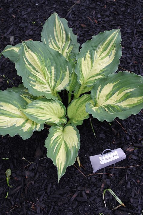 Shade Planters, Oak Savanna, Hillside Gardening, Hosta Care, Hosta Varieties, Shade Garden Plants, Hosta Gardens, Shade Gardens, Hosta Plants