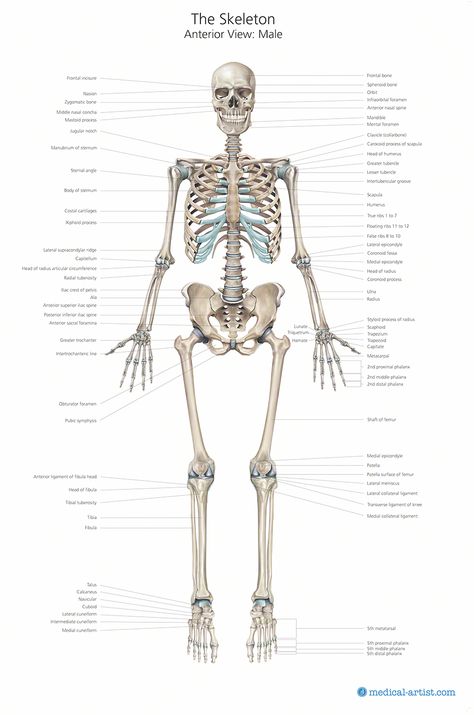 Skeleton Illustrations | Medical Illustrations of the Skeletal System & Skull Skeleton Labeled, Human Anatomy Illustration, Skeleton Diagram, Skeleton Study, Bones Of The Body, Human Body Study, Skeletal System Anatomy, Skeleton System, Muscle Diagram