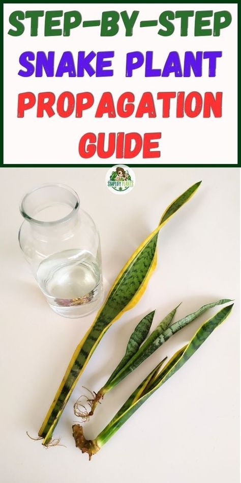 How To Propagate Snake Plant? (A Step-by-Step Guide+Tips) » Simplify Plants Propagate Snake Plant, Gnats In House Plants, Mother In Law Plant, Snake Plant Indoor, Snake Plant Propagation, Growing Vegetables In Pots, Snake Plant Care, Large Indoor Plants, Houseplant Care