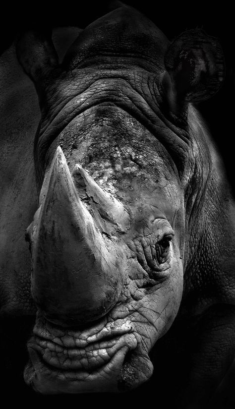 Save our rhino, they are amazing animals Tiger Siberian, Horned Animals, White Lions, Regard Animal, Cats White, Unicorn Quotes, Tiger Cubs, White Tigers, Unicorn Images