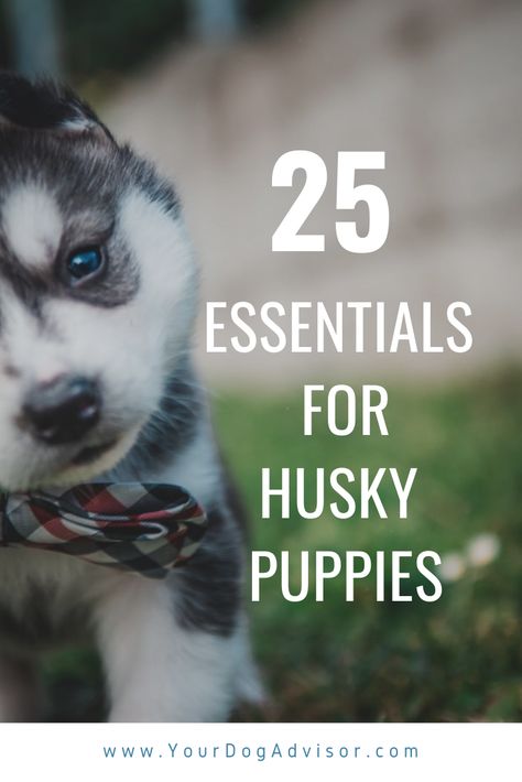 Huskie Puppies, Husky Tips, Mini Siberian Husky, Husky Puppy Training, Siberian Husky Training, Husky Pups, Husky Baby, Husky Facts, Husky Training