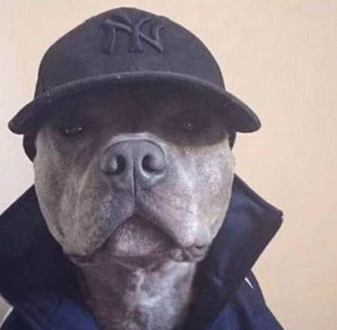 Funny animals, Cute animals, Dog icon Dog Icon, Animals Cute, Pitbull Lover, Pitbull, A Dog, Cute Pictures, Things That, Funny Animals, Cute Animals