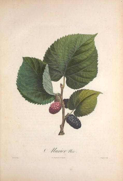 Mulberry Tree Drawing, Mulberry Drawing, Mulberry Illustration, Mulberry Tattoo, Black Mulberry, Antique Botanical Print, Mulberry Tree, Botanical Illustrations, Scientific Illustration