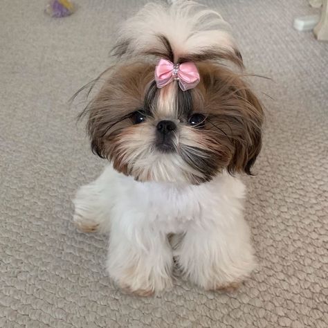 Shitzu Dogs Haircuts, Shih Tzu Hair Styles, Cutest Small Dog Breeds, Havanese Puppies For Sale, Shih Tzu Haircuts, Perro Shih Tzu, 7 Month Old Baby, Shitzu Dogs, Teacup Dogs