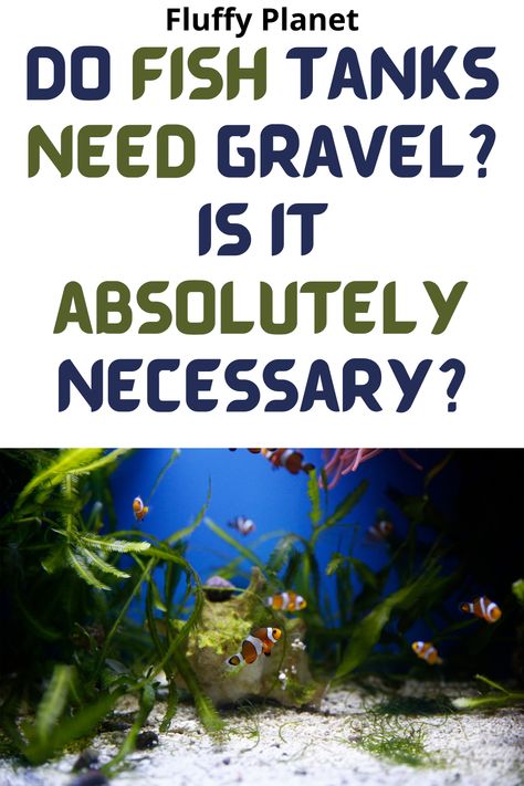 I still remember the first time I bought a fish tank. I was clueless as to the use of a substrate like gravel. I didn’t know what a substrate was or why should I use it. let's find out! Fish Tank Substrate, Fish Tank Gravel, Discus Fish, I Still Remember, What To Use, Fresh Water Tank, Fish Tanks, The Hard Way, Clueless