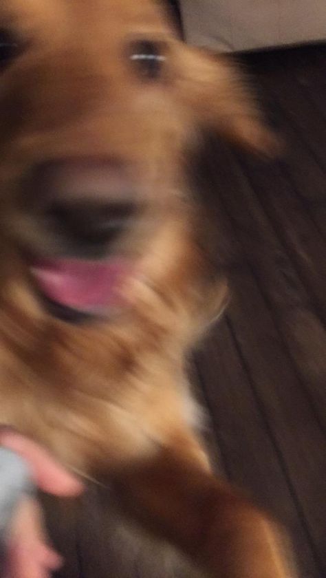 Blurry picture of dog Picture Of Dog, Cute Puppies Images, Cute Puppy Wallpaper, Cute Dogs Images, Puppy Wallpaper, Blurry Pictures, Puppy Images, Cute Puppy Pictures, Dog Images