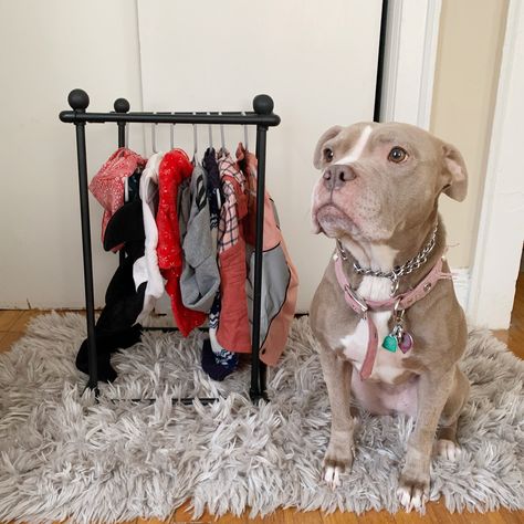 Revel in your crazy dog mom-ness. Check out my step by step guide to creating your own dog wardrobe/clothing rack for less than $20! Dog Clothes Storage, Dog Wardrobe, Clothes Storage Ideas, Wardrobe Diy, Dog Closet, Dog Bedroom, Teacup Yorkie Puppy, Diy Clothes Rack, Spoiled Dogs