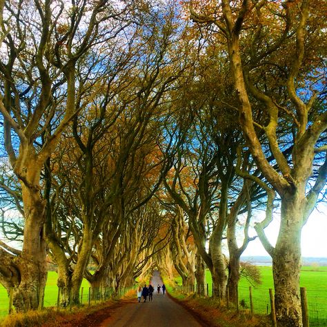 The Dark Hedges - Ballymoney, Northern Ireland The Dark Hedges, Dark Hedges, Republic Of Ireland, The Republic, Northern Ireland, Hedges, The Darkest, Plants