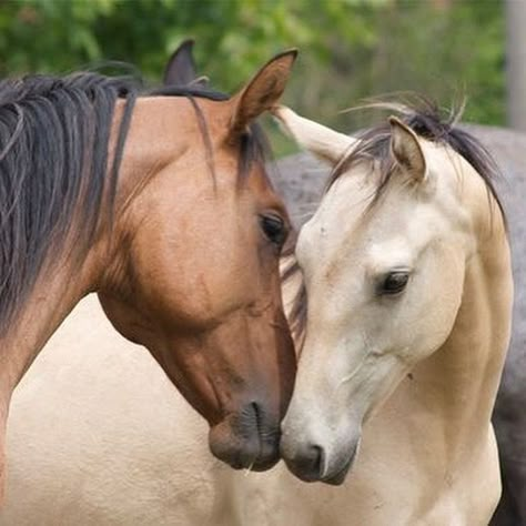 Pretty horses nuzzling. Precious expression caught on camera. They look like they are in love and about to kiss! Bay and Buckskin colored horses. Paint Horse, Majestic Horse, All The Pretty Horses, Horse Crazy, I Love Horses, White Horses, Appaloosa, Horse Photos, Pretty Horses