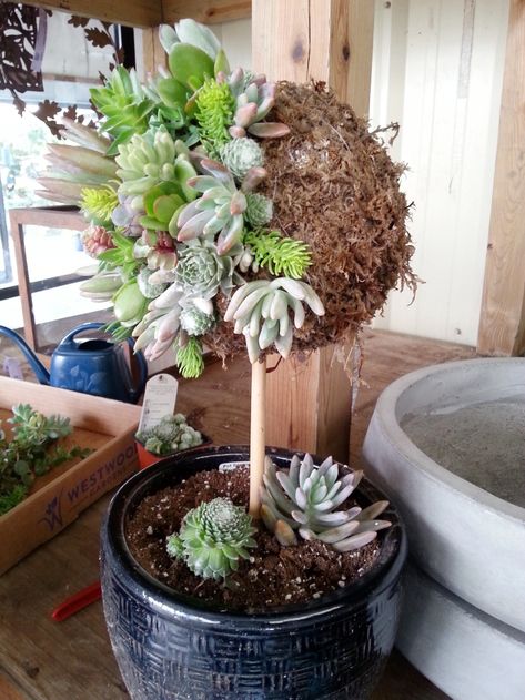 How To Make A Living Succulent Topiary - Westwood Gardens Succulent Topiary, Succulent Business, Porch Topiary, Topiary Ideas, Succulent Wreath Diy, Floral Topiaries, Topiary Plants, Succulent Garden Design, Topiary Garden