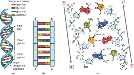 DNA STRUCTURE — Steemit Dna Diagram, Grow Drawing, Nucleic Acid Structure, Nitrogenous Base, Microbiology Study, Dna Facts, Dna Structure, Dna Strand, Dna Replication