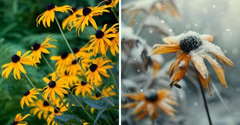 Do This in October to Make Sure Your Black-Eyed Susans Survive the Winter - MelodyRepeat Yellow Petals, Winter Survival, Fall Care, Bee Balm, Butterfly Bush, Powdery Mildew, Winter Set, Black Eyed Susan, Black Eyed