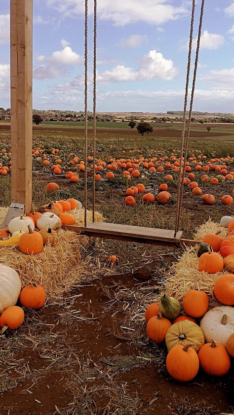 A swing set on a pumpkin patch, with hay bales and pumpkins surrounding the swing. It's very autumnal. Pumpkin Patch Business Ideas, Pumpkin Farm Pictures, Home Pumpkin Patch, Bishops Pumpkin Farm, Pumpkin Christmas Tree, Diy Pumpkin Patch, Pumpkin Patch Aesthetic, Pumpkin Patch Business, Fall Potluck