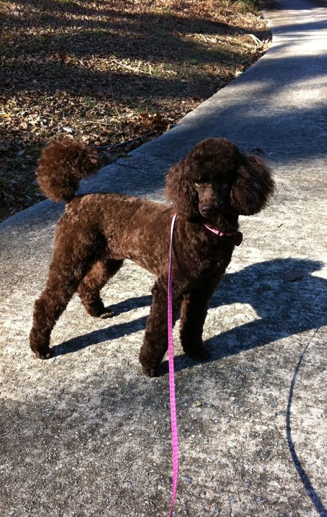 Black Poodles Miniature, Mini Poodle, Chocolate Toy Poodle, Toy Poodle Puppy Cut, Brown Toy Poodle, Poodle Puppy Cut, Chocolate Poodle, Toy Poodle Puppy, Poodle Puppy Standard