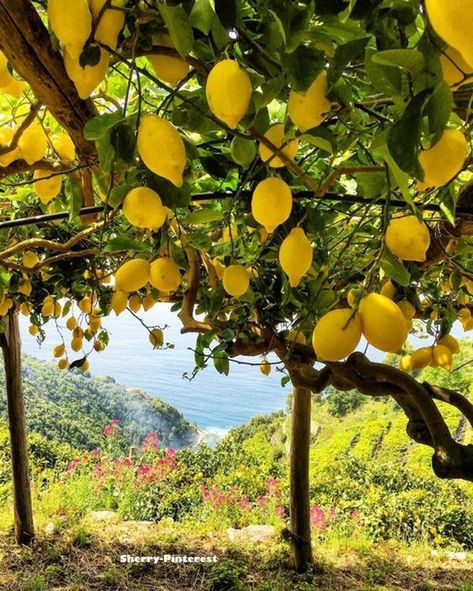 Lemon Farm, Lemon Pictures, French Country Estate, Lemon Grove, Princess And The Pauper, Sorrento Italy, Lemon Decor, Italy Aesthetic, Painting Subjects