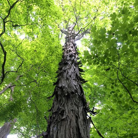 Shagbark hickory (Carya ovata), native to the Eastern United States & southeast Canada. A large, deciduous tree, growing well over 100 ft tall, & can live more than 350 years. Hickories are an important forest resource providing food & shelter for many creatures. #forestry Shagbark Hickory Tree, Hickory Tree, Forest Resources, Tree Pictures, Tree Identification, Tree Growing, La Brea, Joyful Life, Old Trees