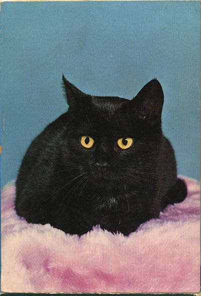 Vintage Cat Wallpaper, Vintage Cat Illustration, Black Cat Vintage, Vintage Black Cat, Cat Calendar, Vintage Cats, Kitten Photos, Cat Photos, Animal Magic