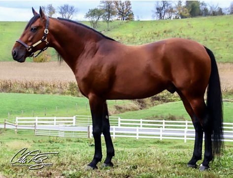 Standardbred stallion. Standardbred Horse, Faster Horses, Rise And Run, Vintage Photo Album, Western Vintage, Quarter Horse, Horse Breeds, South American, Vintage Photos