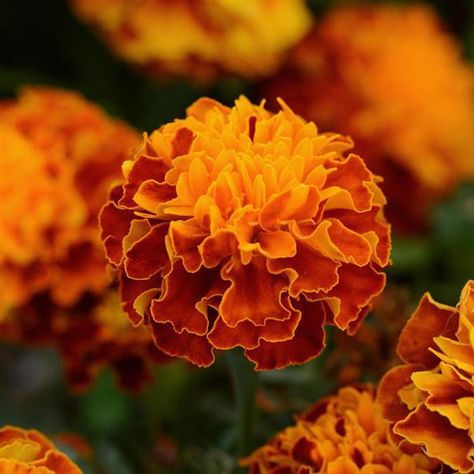 French Marigold Flower, French Marigold, Mass Planting, Marigold Flowers, Plant Fungus, Marigold Flower, Spring Plants, Home Landscaping, Black Flower