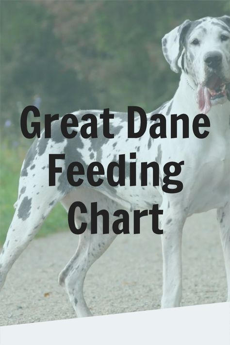 We put together a Great Dane feeding chart for you! Great Dane Feeding Chart, Great Dane Care, Great Danes Aesthetic, Great Dane Puppies, Great Dane Growth Chart, Great Dane Aesthetic, Great Dane Quotes, Great Danes, Merle Great Danes