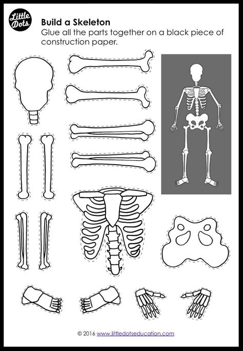 My Body: Bones and Skeleton Activities and Printables for K-2 Skeleton For Kids, Skeleton Craft, Body Preschool, Human Body Activities, Body Bones, Human Body Unit, Human Body Art, Kindergarten Class, Kindergarten Science