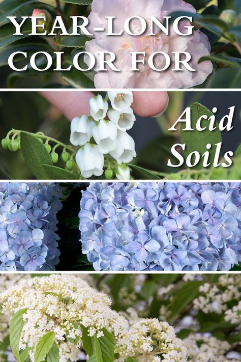 Flower Garden Borders, Acidic Soil, Southern Living Plants, Living Garden, Spring Planting, Acid Loving Plants, Sustainable Landscaping, Southern Garden, Thriving Garden