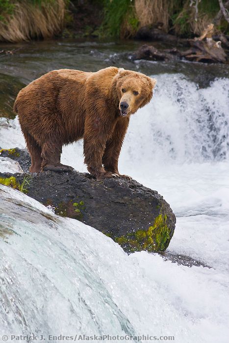 Brown bear fishes for salmon at the Brooks Falls, Katmai National park, Alaska. Bear Reference, Alaskan Bear, Glass Reference, Alaskan Brown Bear, Bear Spirit Animal, Grizzly Bears, Katmai National Park, Bear Tattoos, Brother Bear