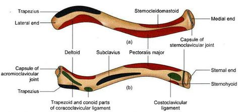 Clavicle Books For Medical Students, Anatomy Upper Limb, Clavicle Bone, Upper Limb Anatomy, Limb Anatomy, Neet Notes, Muscle System, Doctor Stuff, Anatomy Images