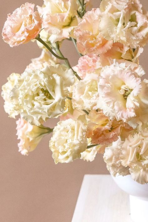 close up of champagne lisianthus Peach Lisianthus Flower, Light Pink Lisianthus, Pink And Champagne Wedding Flowers, Chic Wedding Color Palette, Champagne Lisianthus, Apricot Lisianthus, Yellow Lisianthus, Cream Lisianthus, Blush Lisianthus