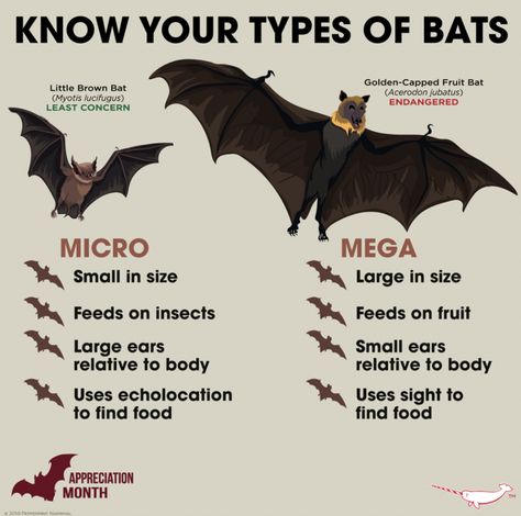 Cape Reference, Bat Anatomy, Bat Cape, Animal Knowledge, Bumblebee Bat, Bat Facts, Hairless Cats, Bat Species, Cool Facts