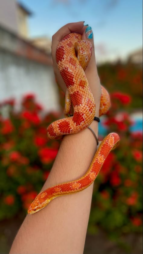 #snake #snaketattoo #wallpaper #reptiles #nails #nailsart #aesthetic #snakeprint #portrait Corn Snake Aesthetic, Reptile Wallpaper, Snakes Aesthetic, Reptile Aesthetic, Snake Aesthetic, Snake Species, Corn Snakes, Pet Snakes, Orange Snake