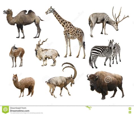 Collage Animals, African Buffalo, Deer Species, Marine Mammals, Animal Books, Hyena, A Collage, Sea Creatures, Pigs