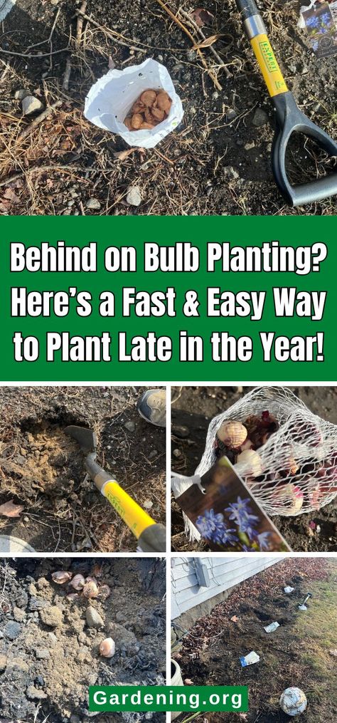 Behind on Bulb Planting? Here’s How to Plant Late in the Year! Plant Bulbs In Containers, Planting Onions Bulbs, Bulb Planting Ideas, When To Plant Bulbs, Fall Bulb Planting, Bulbs In Pots, Bulb Planting, Diy Compost, Onion Bulbs