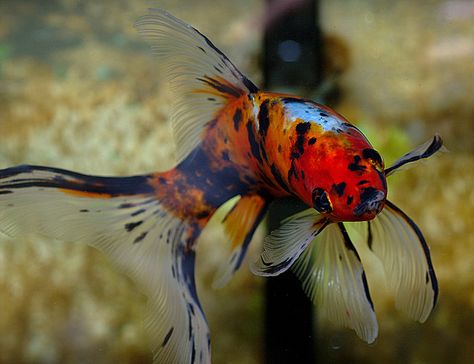 Shubunkin Goldfish - One day I will have a beautiful fish tank like momma :) Animals At The Beach, Mermaid Tail Diy, Shubunkin Goldfish, Fish Beta, Common Goldfish, Cold Water Fish, Comet Goldfish, Aquarium Goldfish, Karp Koi