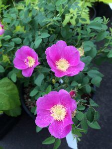 Rosa nutkana 'Xera Pink' - Xera Plants Nootka Rose, Native Plant Gardening, Single Flower, Rock Design, Deep Pink, Baby Design, Beautiful Life, Native Plants, Cool Websites