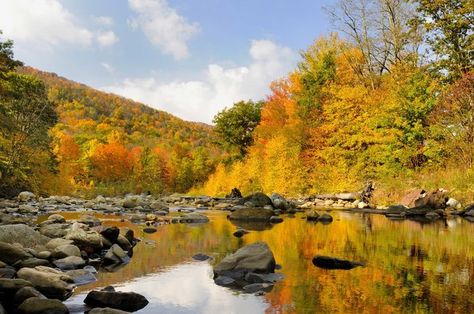 West Virginia Fall Foliage Map, Fall Foilage, West Virginia Mountains, Virginia Fall, Fall Vacations, Places To Get Married, Lush Garden, Fall Foliage, West Virginia