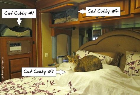 Rv Cat, Rv Pet, Big House Cats, Rv Solar Power, Camping With Cats, Living With Cats, Rv Accessories, Rv Lifestyle, Cat Travel