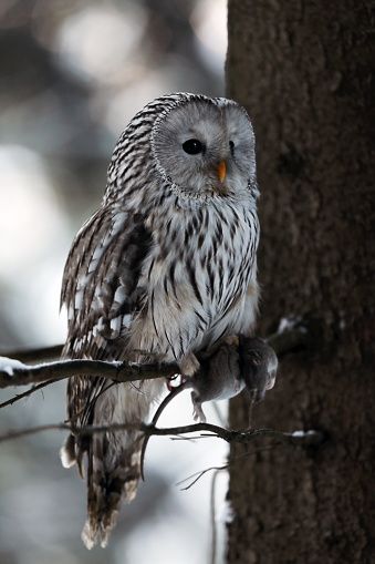 Ural Owl Strix Uralensis Bird - Free photo on Pixabay Ural Owl, Gouache Ideas, Owl Night, Owl Photography, Funny Owls, Bird Free, Owl Photos, Owl Party, Owl Pictures