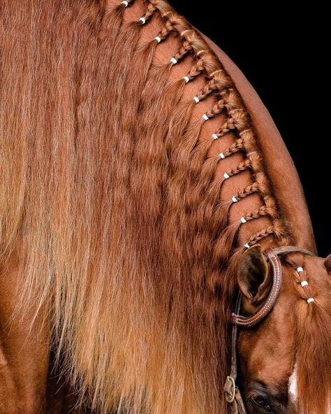 Horses Mane Styles, Western Braids For Horses, Banding Horse Mane, Horse Hairstyles Braids, Braided Horse Mane Ideas, Western Horse Mane Ideas, Mane Styles For Horses, Horse Mane Hairstyles, Western Horse Hair Styles