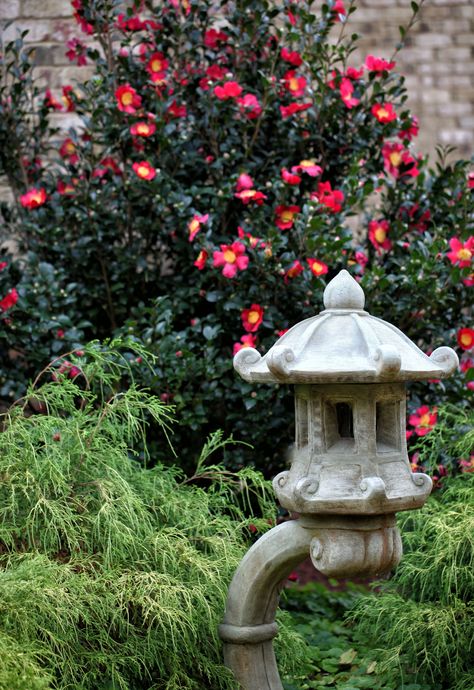 Camellia sasanqua 'Yuletide' Camellia Landscaping, Camelia Sasanqua, Sasanqua Camellia, Yuletide Camellia, Camellia Sasanqua, Japanese Camellia, Texas Garden, Mulch Landscaping, Japanese Lantern