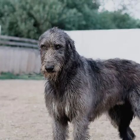 Wolf Hound Dog Irish Wolfhounds, Irish Hound, Irish Wolf Hound, Wolfhound Puppies, Irish Wolfhound Puppies, Irish Wolfhound Dogs, Wolfhound Dog, Animals Tattoo, Tattoo Nature