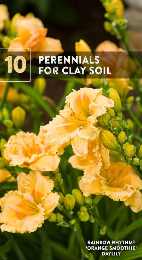 Plants Clay Soil, Middle Yard Flower Bed, Flowers That Grow In Clay Soil, Plants That Thrive In Clay Soil, Plants For Clay Soil Perennials, Clay Soil Landscaping, Georgia Flower Garden, Clay Soil Improve, Plants That Grow In Clay Soil