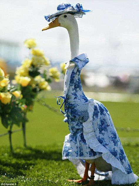 Goose Clothes, Animal Dress Up, Pet Ducks, Cute Ducklings, Funny Duck, Dog Yoga, Duck Cloth, Funny Birds, A Duck