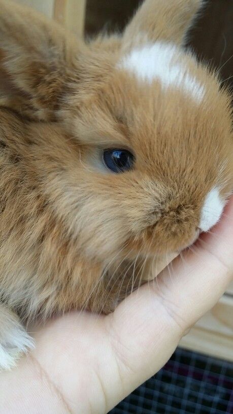 One of the six bunnies of mine. Two of them have blue eyes Bunny Eyes, Pet Room, Animal Room, Cute Animals Images, Puppy Eyes, Cute Animal Pictures, Animals Images, Cute Little Animals, Cute Bunny